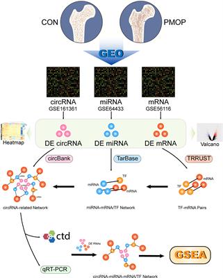 Identification of Serum Exosome-Derived circRNA-miRNA-TF-mRNA Regulatory Network in Postmenopausal Osteoporosis Using Bioinformatics Analysis and Validation in Peripheral Blood-Derived Mononuclear Cells